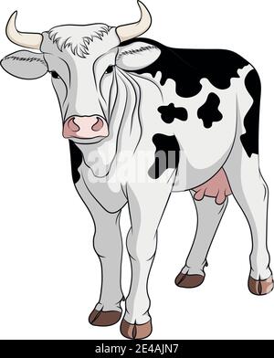 Illustration en couleur avec une vache à pois noir et blanc. Objet vectoriel isolé sur fond blanc. Illustration de Vecteur