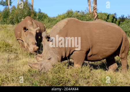 Rhinocéros blancs dans le parc de réserve privée Schotia Safari, Afrique du Sud Banque D'Images