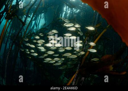 Gold welts (Sarpa salpa), école de poissons dans les algues, False Bay, Simons Town, Afrique du Sud, Océan Indien Banque D'Images