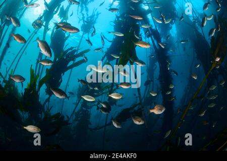 Hottentot (Pachymetopon blochii) et welts dorés (Sarpa salpa), école de poissons dans les algues, False Bay, ville de Simons, Afrique du Sud, Océan Indien Banque D'Images