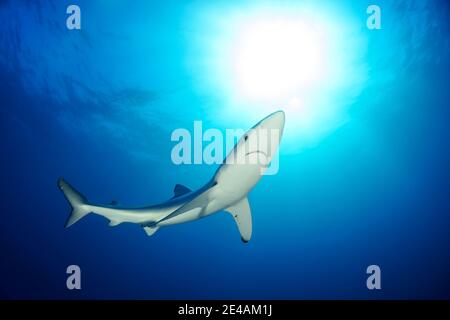 Requin bleu (Prionace glauca), cap de bonne espérance, Afrique du Sud, au large de l'Atlantique Banque D'Images