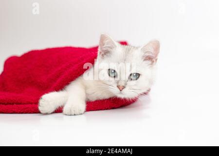 Un chaton blanc se trouve dans une serviette rouge sur un arrière-plan blanc Banque D'Images