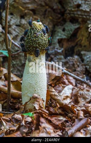 La corne de rose commune, Phallus impudicus (champignon de la tige) avec les mouches Banque D'Images