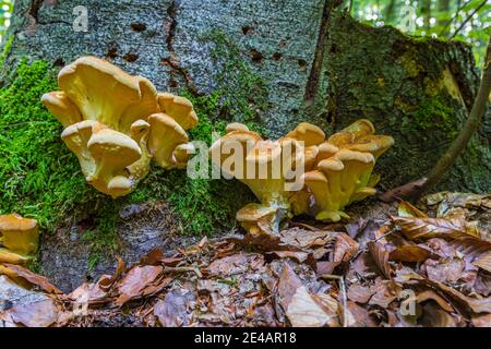 Des champignons dans la forêt Banque D'Images