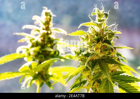Une plante de marijuana avec des feuilles couvertes de résine, vue rapprochée. Banque D'Images