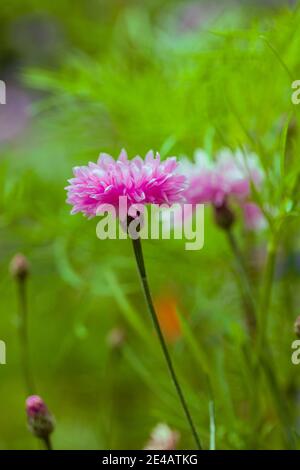 Bleuet, Centaurea cyanus, close-up Banque D'Images