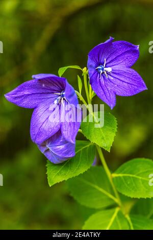 bellflower à feuilles de pêche, Campanula persicifolia, habitat naturel Banque D'Images