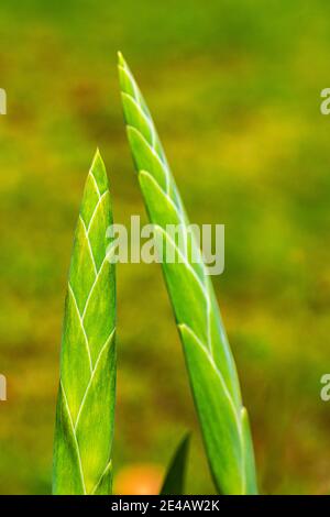 Gladiolus, bouton de fleur, fermé Banque D'Images