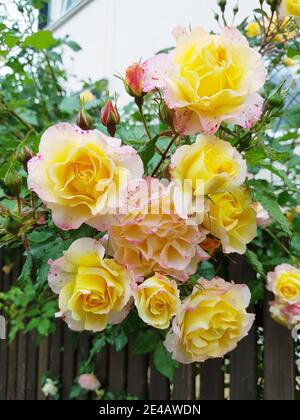 Roses jaunes-roses sur la clôture du jardin Banque D'Images