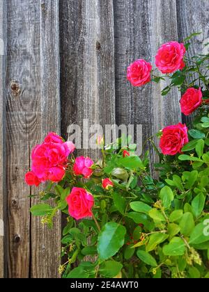 Roses rouges sur un mur en bois Banque D'Images