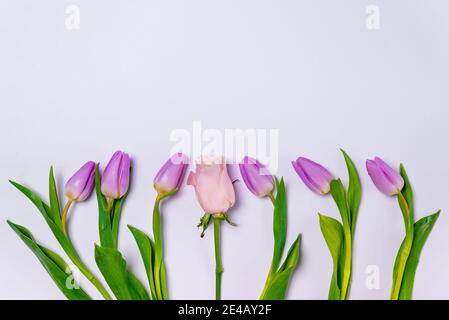 tulipes pourpres et rose rose rangée sur fond blanc vue rapprochée du dessus. concept de la saison de printemps. composition minimale. rangée de tulipes colorées fleurs plates Banque D'Images