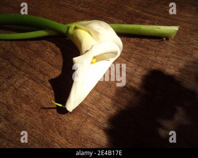 Un seul Calla Lily, Zantedeschia aethiopica, sur fond marron, São Paulo, Brésil Banque D'Images