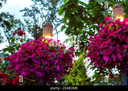 lanternes décoratives pour l'éclairage des pots de fleurs suspendus avec des fleurs de pétunia dans le jardin du soir de l'arrière-cour; un gros plan de la scène de nuit de la Banque D'Images