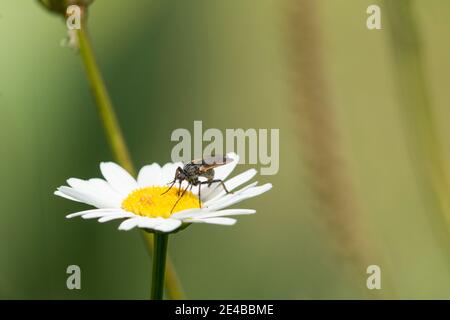 marguerite simple avec mouche Banque D'Images