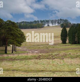 en regardant à travers un champ d'herbe entre la forêt copse à distance de grands pins sur le sommet d'une colline, au milieu d'un bleu ciel nuageux Banque D'Images