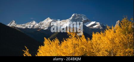 Peupliers en automne, Mont Lougheed, Kananaskis Country, Alberta, Canada Banque D'Images