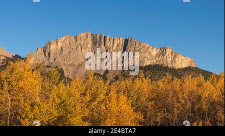 Peupliers en automne, Mont Yamnuska, Kananaskis Country, Alberta, Canada Banque D'Images