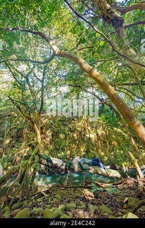 Une femme (MR) se pose sur un arbre tombé à côté d'un ruisseau dans une jungle tropicale sur l'île de Maui, Hawaï. Banque D'Images