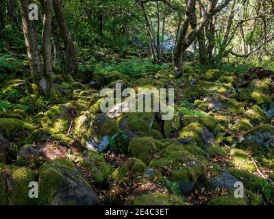 Paysage de Rhön sur le Kreuzberg - la montagne sacrée de la Franconie - Réserve de biosphère de Rhön, Basse-Franconie, Franconie, Bavière, Allemagne Banque D'Images