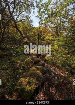 Paysage de Rhön sur le Kreuzberg - la montagne sacrée de la Franconie - Réserve de biosphère de Rhön, Basse-Franconie, Franconie, Bavière, Allemagne Banque D'Images