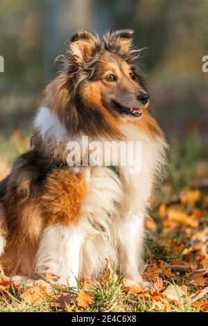 Portrait de chien, Shetland Sheepdog (Sheltie), Forêt souabe, Remstal, Bade-Wurtemberg, Allemagne Banque D'Images