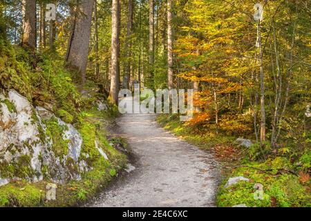 Sentier forestier coloré d'automne autour de l'Hintersee près de Ramsau Berchtesgaden dans la région de Berchtesgadener en Bavière Banque D'Images