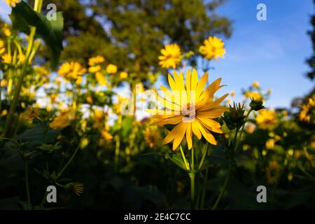 Helianthus salicifolius sur une prairie à l'est Banque D'Images