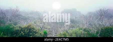 Le soleil se couche à travers le brouillard côtier au-dessus d'une forêt de scories arbustives enchevêtrées, Montana de Oro State Park, Californie, États-Unis Banque D'Images