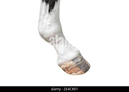 Gros plan sur le sabot de cheval. Sabot d'animaux de ferme isolé sur blanc. Banque D'Images