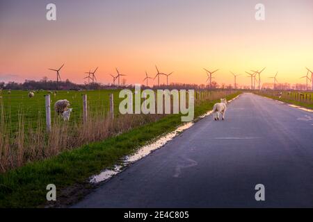 Un peu d'agneau sur une route en Frise orientale se présente au coucher du soleil Banque D'Images