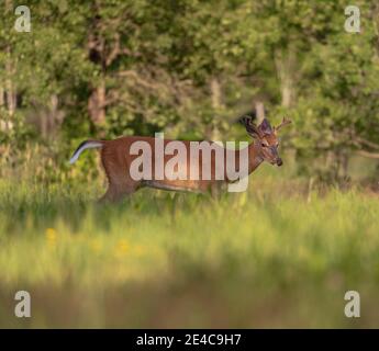 Jeunes buck à queue blanche se promenant au bord de la forêt dans le nord du Wisconsin. Banque D'Images
