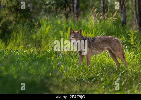 Loup gris dans le nord du Wisconsin. Banque D'Images