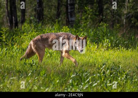 Loup gris dans le nord du Wisconsin. Banque D'Images