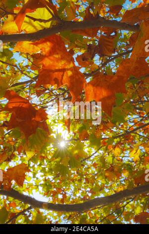 Le soleil brille à travers les feuilles d'automne dans les monts Pindus, Epirus, Grèce du Nord Banque D'Images