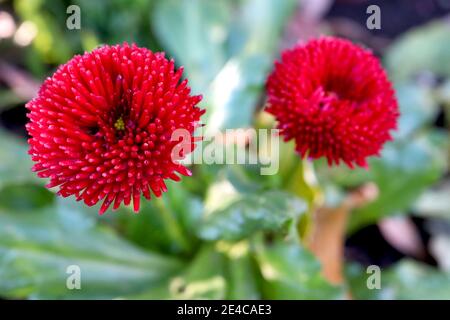 Bellis perennis « Bellissima Red » Bellis – fleurs rouges aux pétales de fleurs étroitement coupées, janvier, Angleterre, Royaume-Uni Banque D'Images
