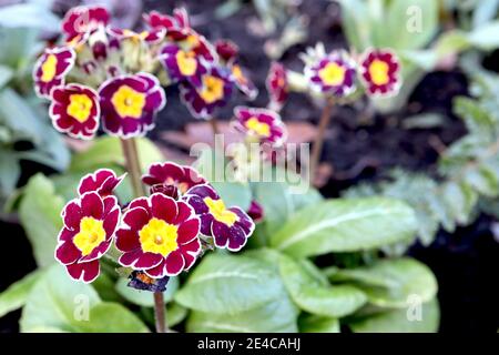 Polyanthus «pénombre» pénombre de pénombre – grappes de fleurs rouges profondes à bords blancs sur de grandes tiges, janvier, Angleterre, Royaume-Uni Banque D'Images