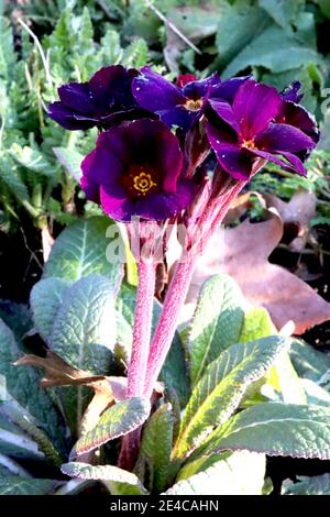 Polyanthus ‘Sella Neon Violet’ Primrose Stella Neon Violet – grappes de fleurs violettes aux centres rouge et or, janvier, Angleterre, Royaume-Uni Banque D'Images