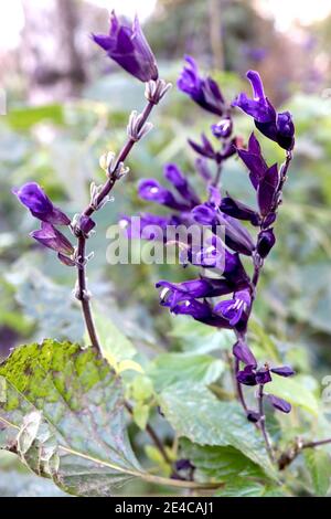 Salvia «Amistad» Sage Amistad – fleurs tubulaires violet profond sur tiges noires, janvier, Angleterre, Royaume-Uni Banque D'Images