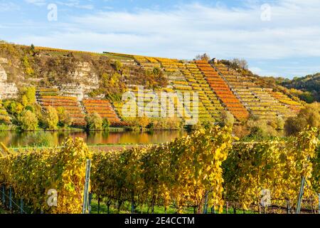 Vignobles sur le Neckar en automne près du Lauffen, Bade-Wurtemberg Banque D'Images