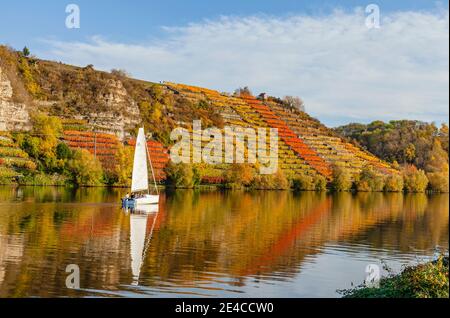 Voilier sur le Neckar en automne près de Lauffen, Bade-Wurtemberg Banque D'Images
