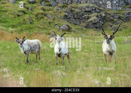 Troupeaux de rennes sauvages sur un champ près de Fjords de l'est, en Islande, en été Banque D'Images