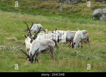 Troupeaux de rennes sauvages sur un champ près de Fjords de l'est, en Islande, en été Banque D'Images