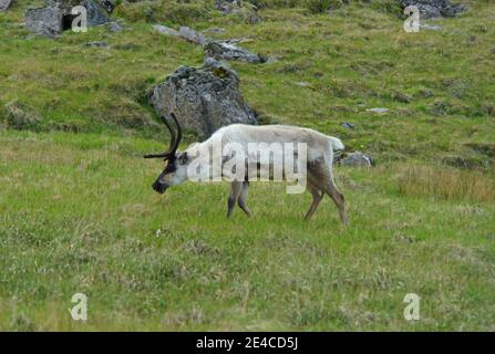 Un renne sauvage mangeant de l'herbe près des Fjords de l'est, en Islande, en été Banque D'Images