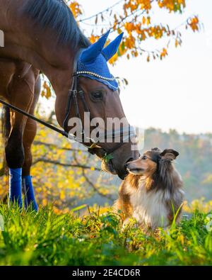 Portrait de cheval / chien, Shetland Sheepdog (Sheltie), Forêt souabe, Remstal, Bade-Wurtemberg, Allemagne Banque D'Images