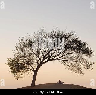 Silhouette d'un homme âgé assis sur un banc de parc sous une arborescence Illustration de Vecteur