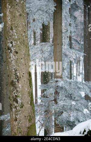 Troncs d'arbre en hiver avec du givre Banque D'Images