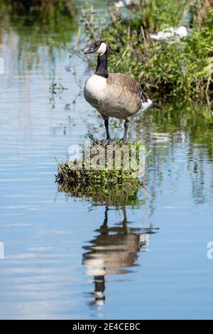 Bernache du Canada (Branta canadensis) sur un lac. Banque D'Images