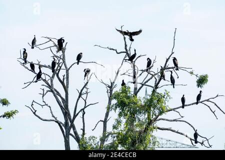 Allemagne, Bade-Wurtemberg, basses terres de Wagbach, cormorans (Phalacrocorax carbo) sur un arbre mort. Banque D'Images