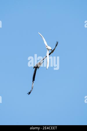 Allemagne, Bade-Wurtemberg, basses terres de Wagbach, un mouette à tête noire chase un cerf-volant qui a essayé de voler un nid. Banque D'Images