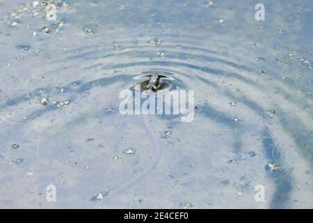 Couleuvre d'herbe (Natrix natrix), jeune couleuvre d'herbe dans l'eau. Banque D'Images